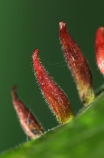Bugle gall