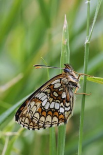 Heath Fritillary