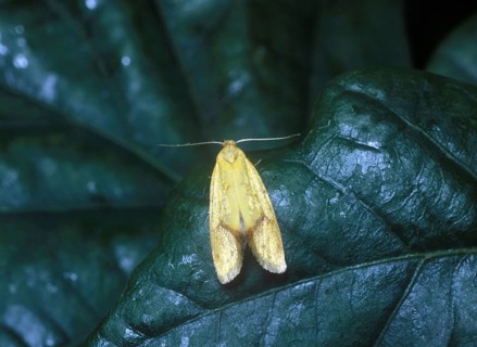 Moth
