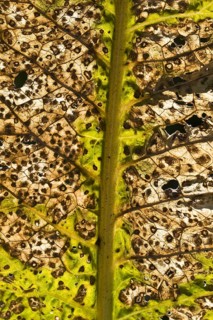 Horseradish