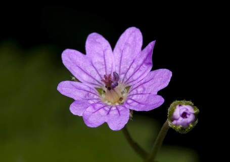 Pyrenean Cranesbill