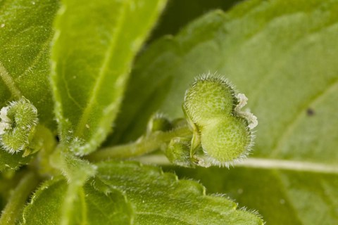 Dog's mercury