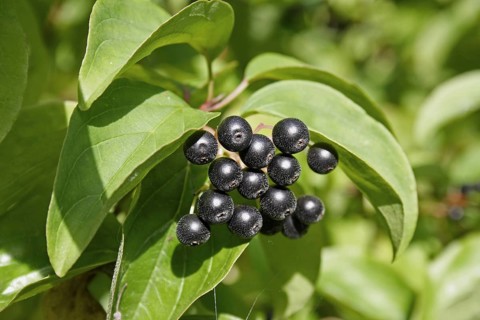 Common common dogwood