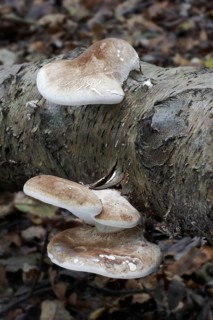 Birch polypore