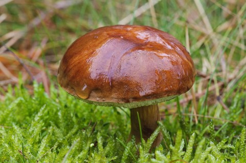 Slippery slippery jack