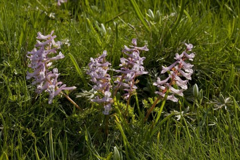 Fingered Larkspur