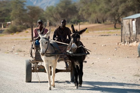 Donkey cart
