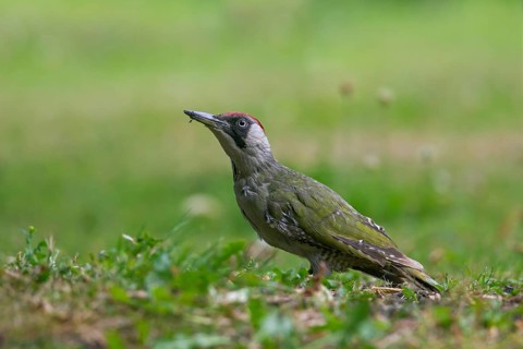 Green woodpecker