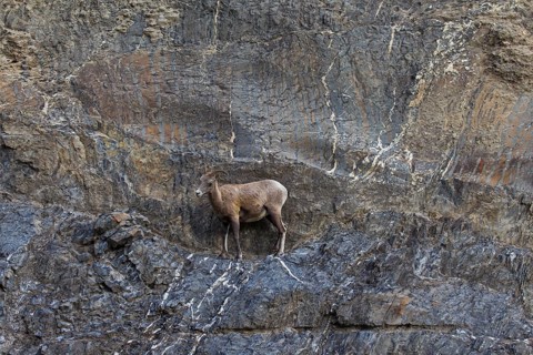 Bighorn sheep