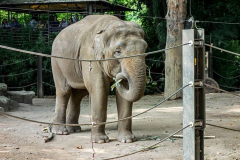 Asian elephant