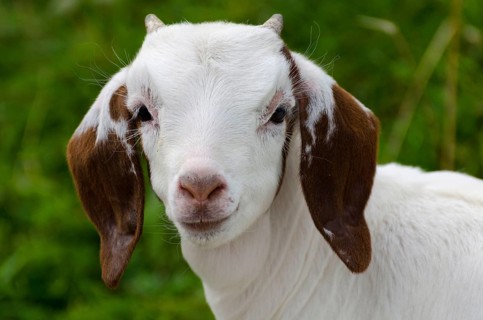 Boer goat