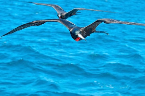 Magnificent Frigatebird