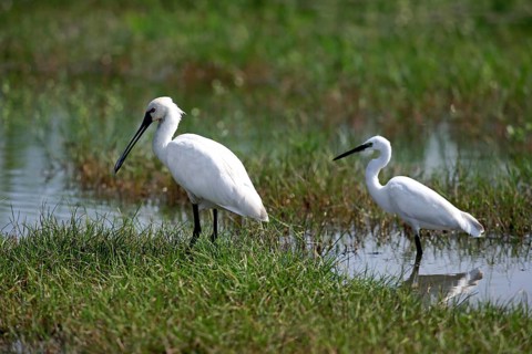 Eurasian spoonbill