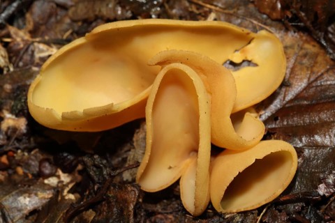 Dog-eared