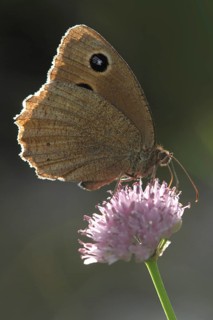 Blue-eyed Forest Porter