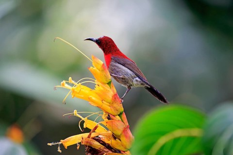 Crimson sunbird