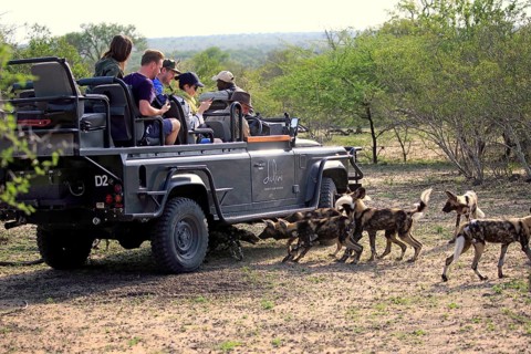 Safari