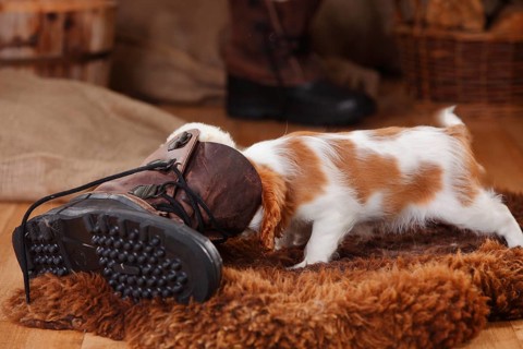 Cavalier King Charles Spaniel
