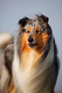 Scottish shepherd dog