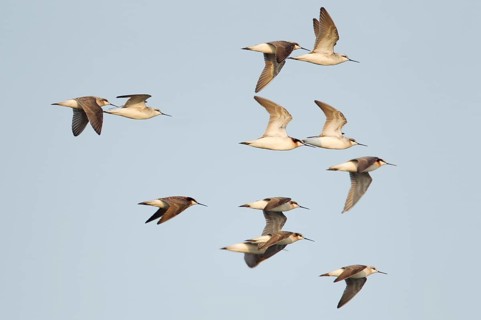 Wilson's Phalarope