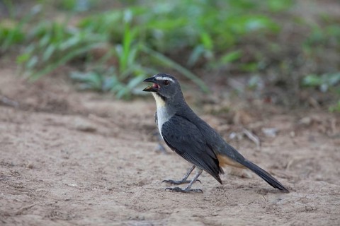 Greyish greyish saltator