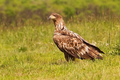 White-tailed Eagle