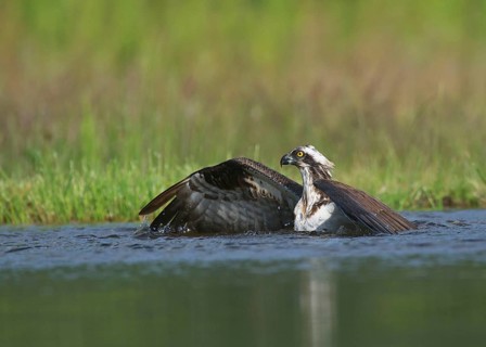 Osprey