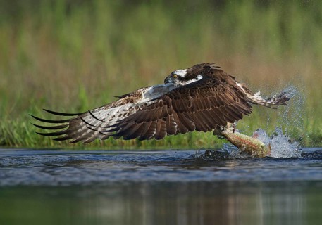 Osprey