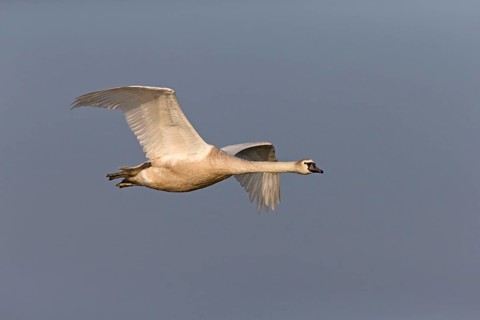 Mute Swan