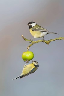 Great Tit
