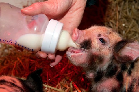 Domestic pig
