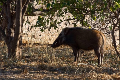 Bush pig