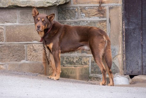 Domestic dog