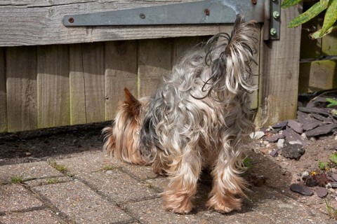 Domestic dog