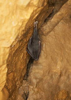 Little lesser horseshoe bat