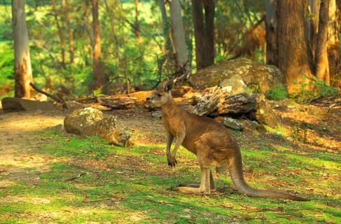 Eastern Grey Kangaroo