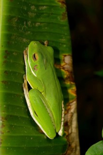 White-lipped Treefrog
