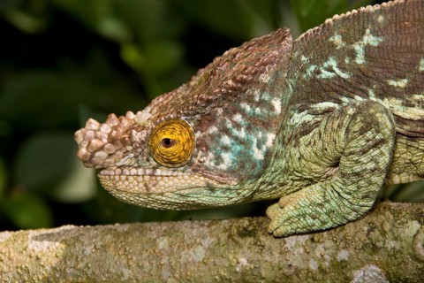 Chamaleo parsonii