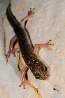 Sopramonte Cave Salamander