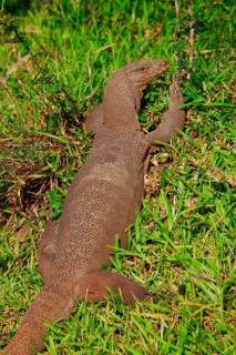 Bengal monitor