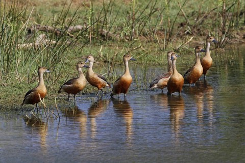 Lesser whistling duck