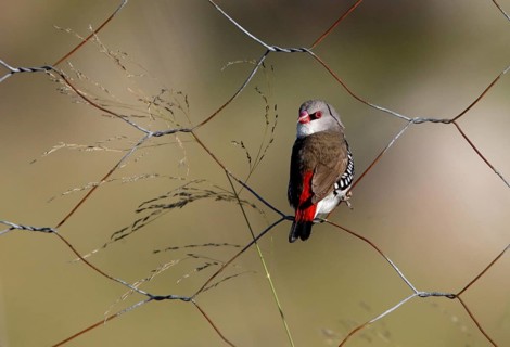Diamond Firetail