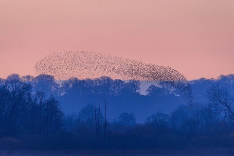 Common common starling