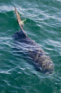 Sunfish