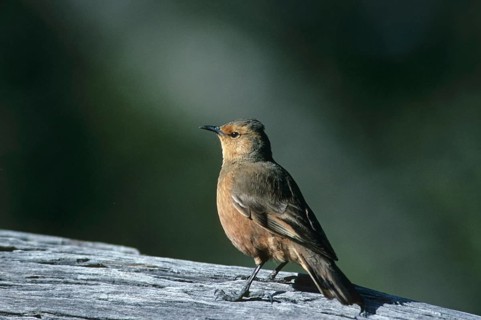 Rusty treecreeper