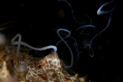 Amberjack giant sea cucumber