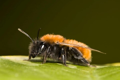 Tawny Mining Bee