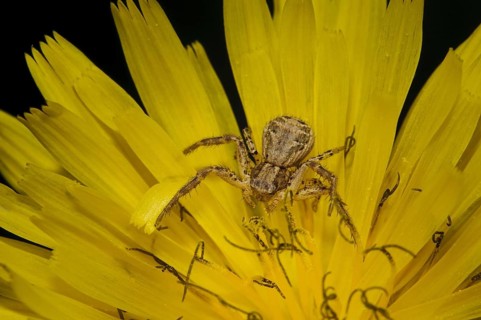 Brown crab spider
