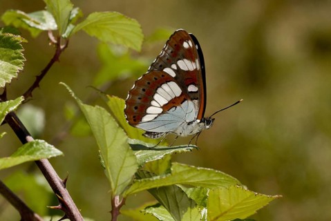 Southern White Admiral