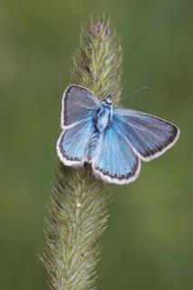 Eros Blue